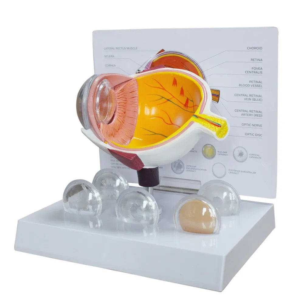 Human Eye Anatomy Model - main product view