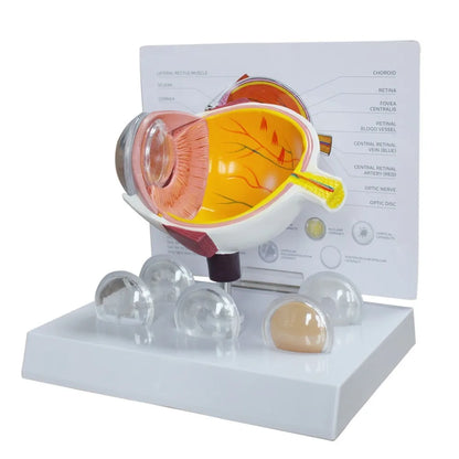 Human Eye Anatomy Model - main product view