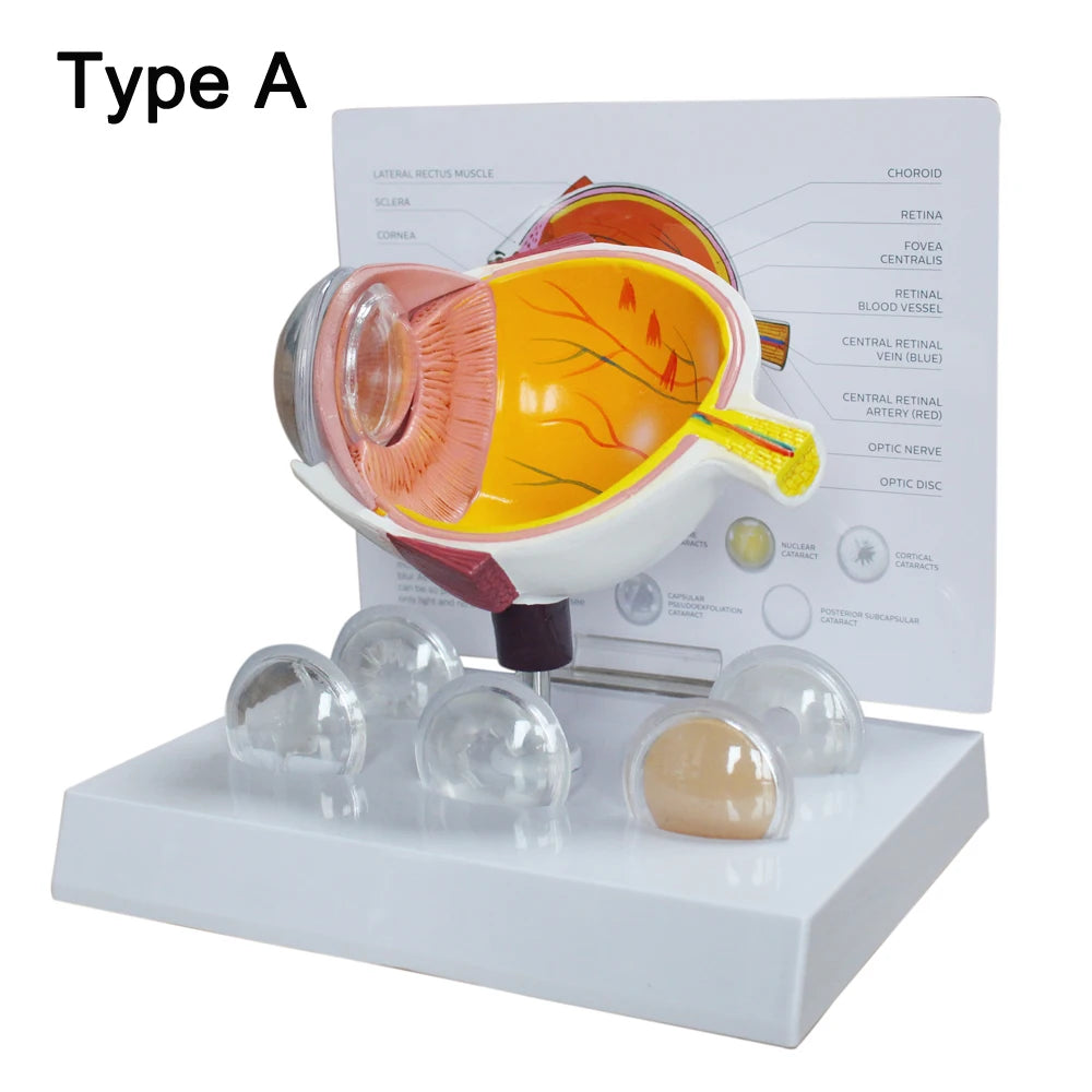 Human Eye Anatomy Model - additional view 13