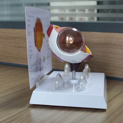 Human Eye Anatomy Model - back view