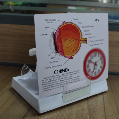 Human Eye Anatomy Model - additional view 11