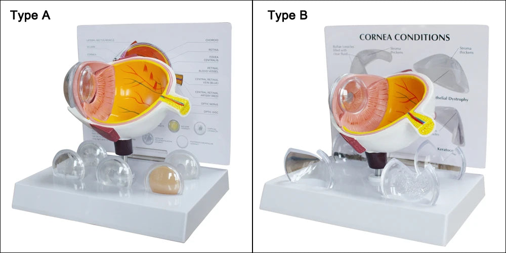Human Eye Anatomy Model - product features