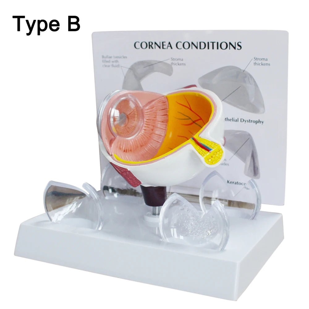 Human Eye Anatomy Model - additional view 12