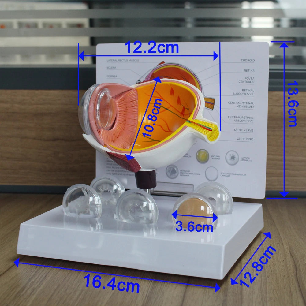 Human Eye Anatomy Model - size and specification details